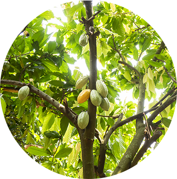 Albero con fave di cacao da raccogliere
